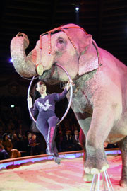Jana Madana mit den Wappentiere des Circus Krone, den Elephanten (Foto: MartiN Schmitz)